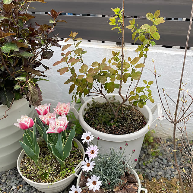 thirorunさんの実例写真
