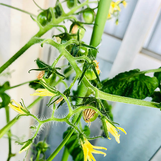 実になりそうなトマト/実になりかけ途中/花が咲き始めました/蕾が膨らみ始めました/蕾がいっぱい...などのインテリア実例 - 2023-07-10 11:21:28