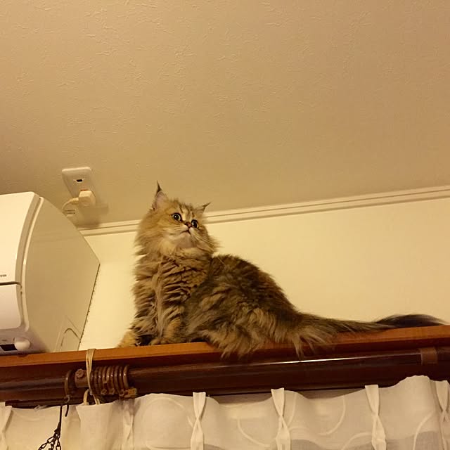 butachanさんの実例写真