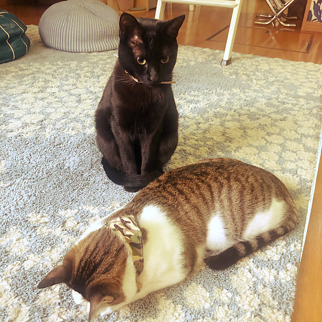 jijiさんの実例写真