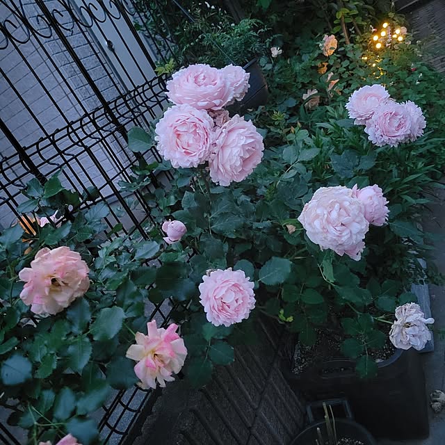 mimi828さんの実例写真
