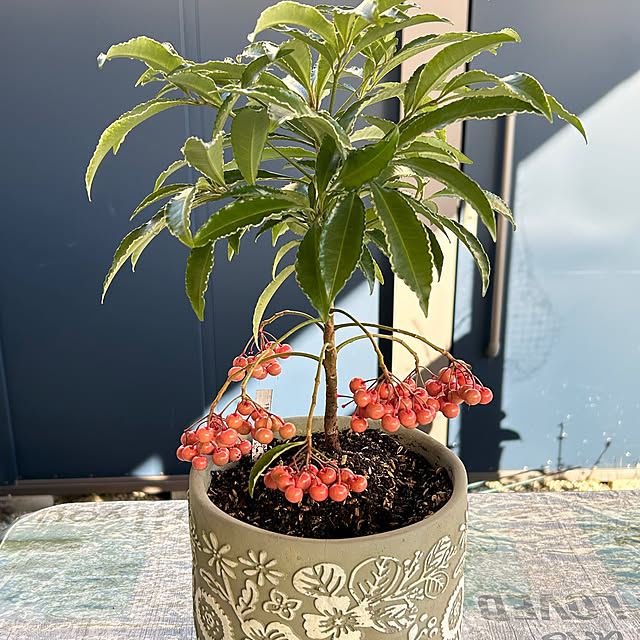 sukkorobiさんの実例写真