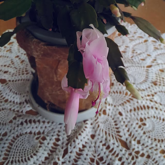 kikusukeさんの実例写真