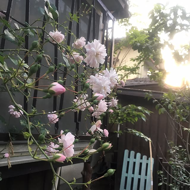 P.namakoさんの実例写真
