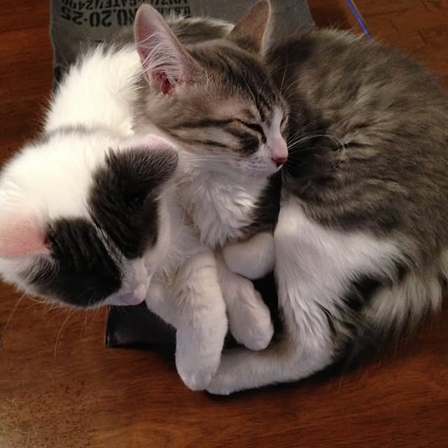 fuuさんの実例写真