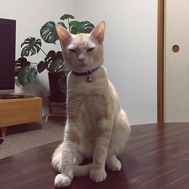 hiyupan88さんの実例写真