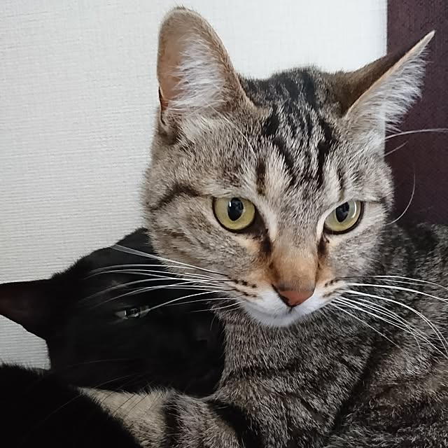 hinaさんの実例写真