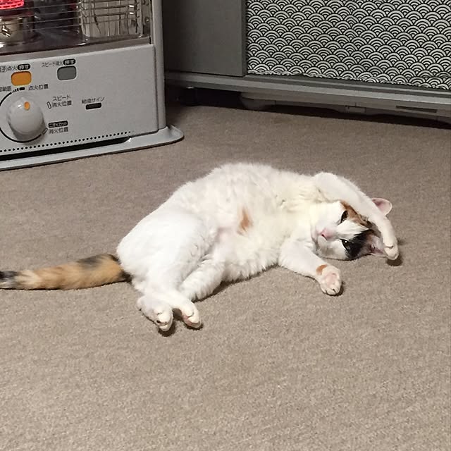 yocchiさんの実例写真