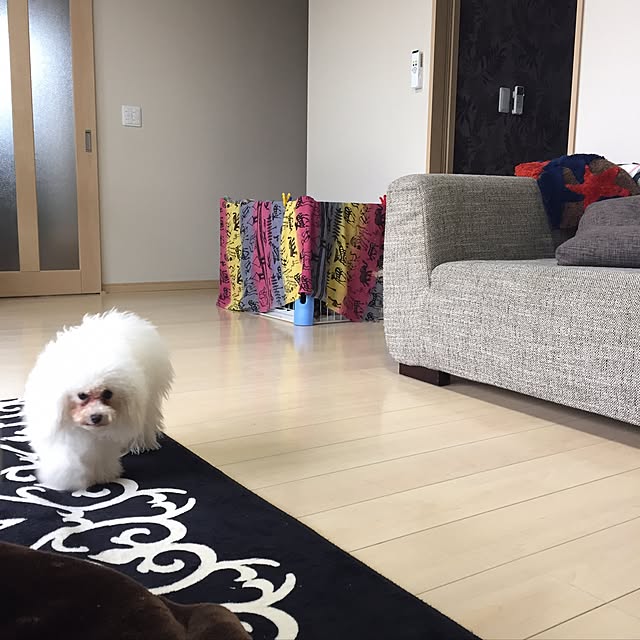 実例写真
