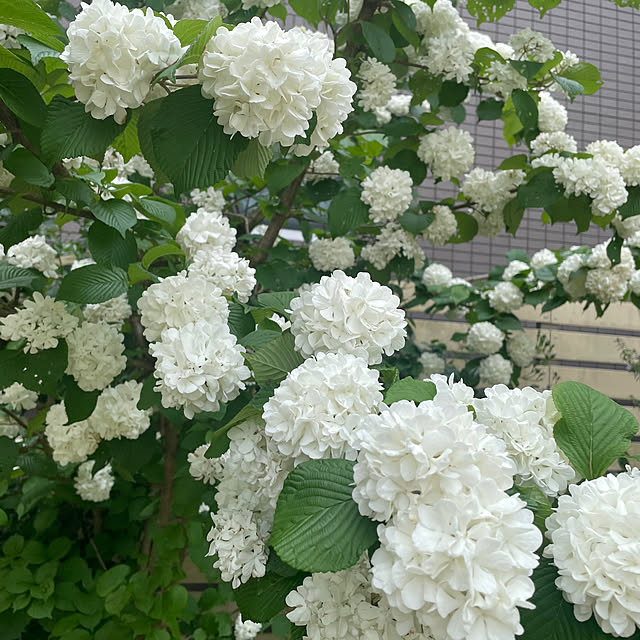 cheeさんの実例写真