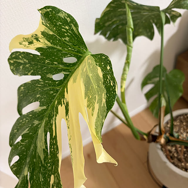 Meririさんの部屋