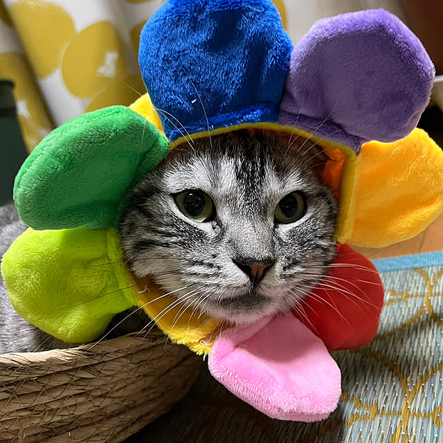 yuzuaoさんの部屋