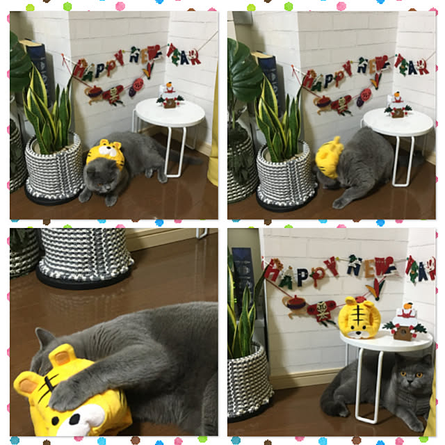 kittyさんの実例写真