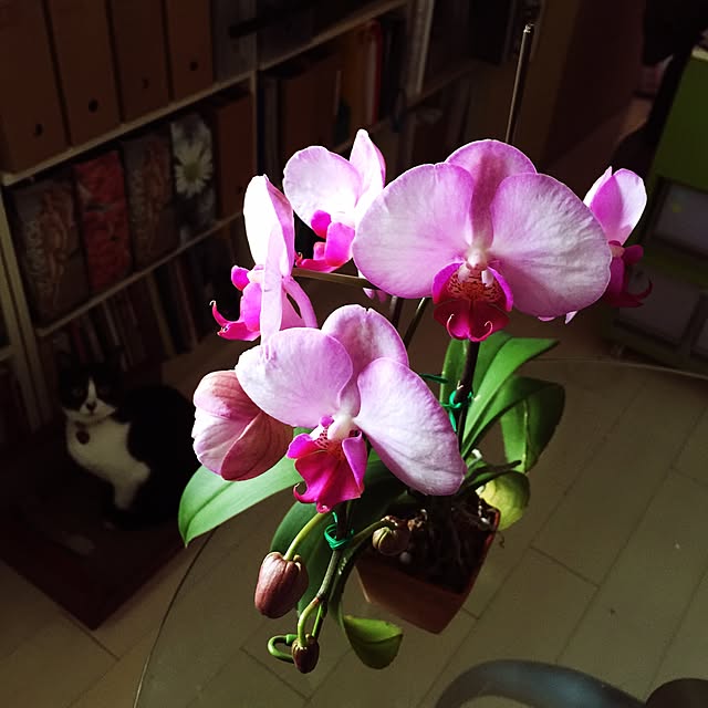 kimishigureさんの実例写真