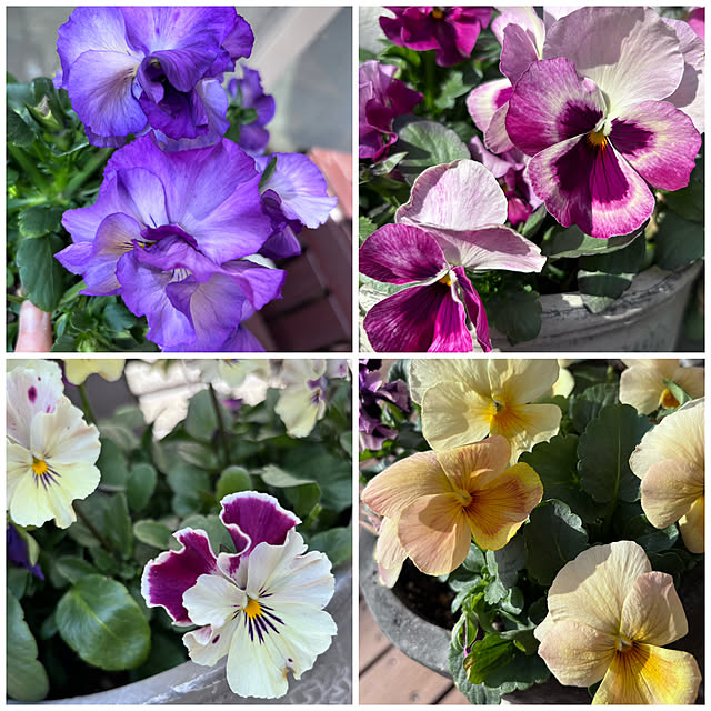 maimai0110さんの実例写真