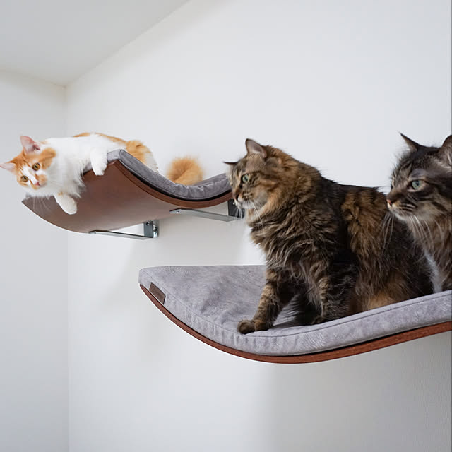 ねこのいる日常/猫スペース/キャットステップ/猫と暮らすインテリア/壁/天井のインテリア実例 - 2020-04-29 21:17:58