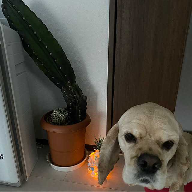 emiさんの実例写真