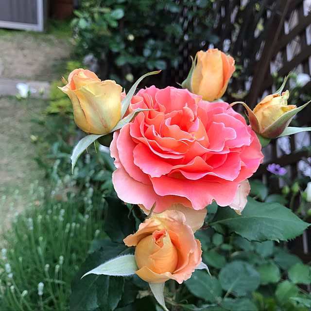 gin_mamaさんの実例写真