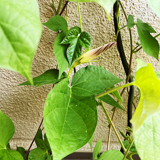 pekoさんの部屋
