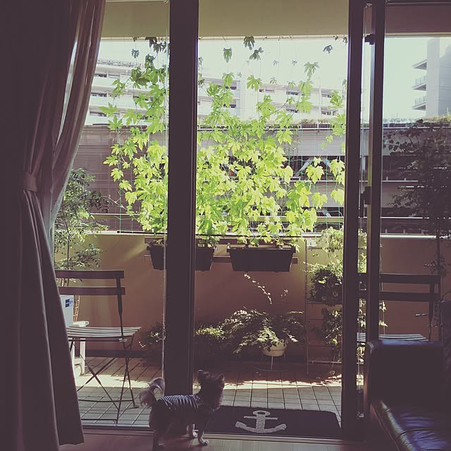iwamayuさんの実例写真