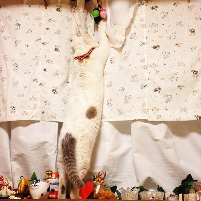Akaneさんの実例写真