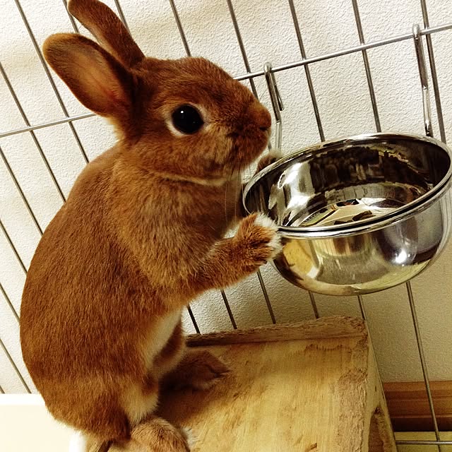karin.raimuさんの実例写真