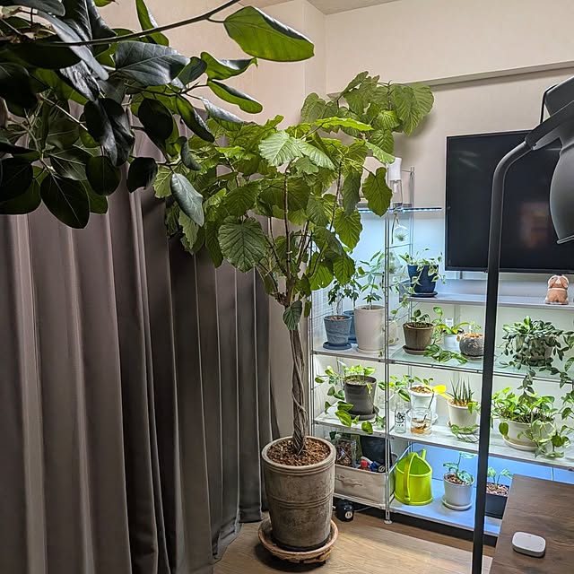 capuさんの実例写真