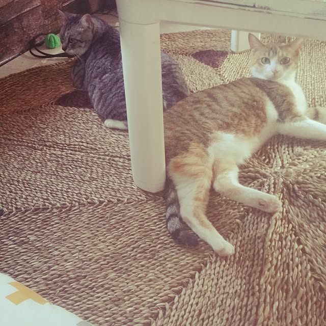 annさんの実例写真