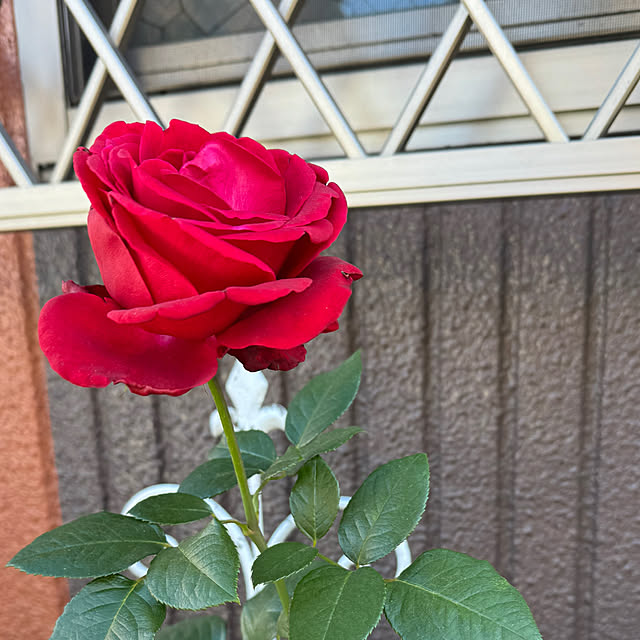 RoseLife5818さんの部屋