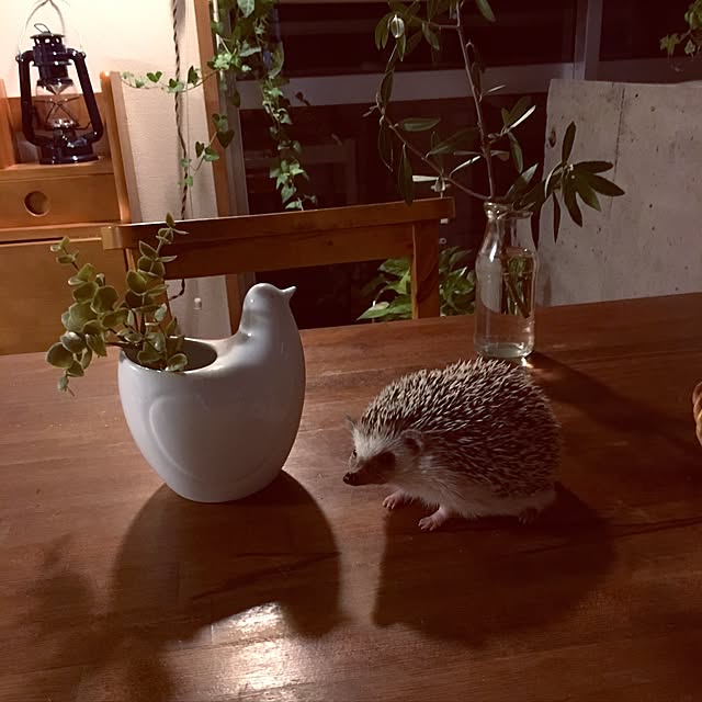 saokoさんの実例写真