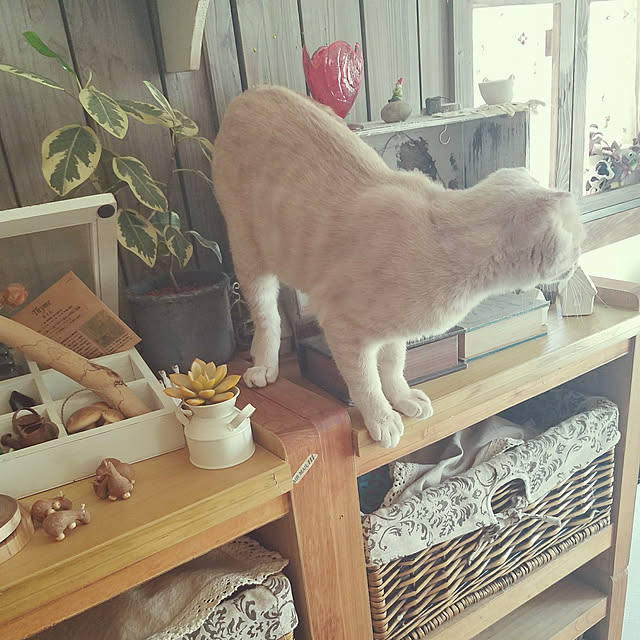 amenboさんの実例写真