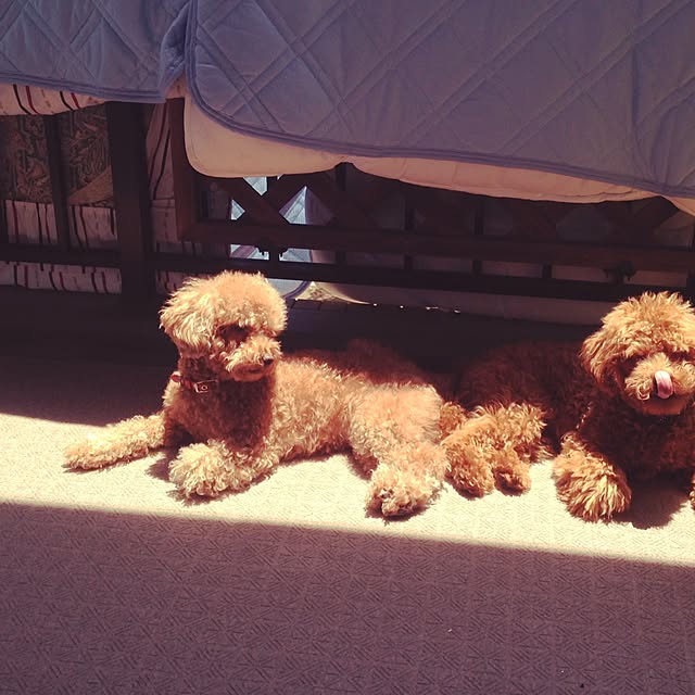 cocoshokolaさんの実例写真