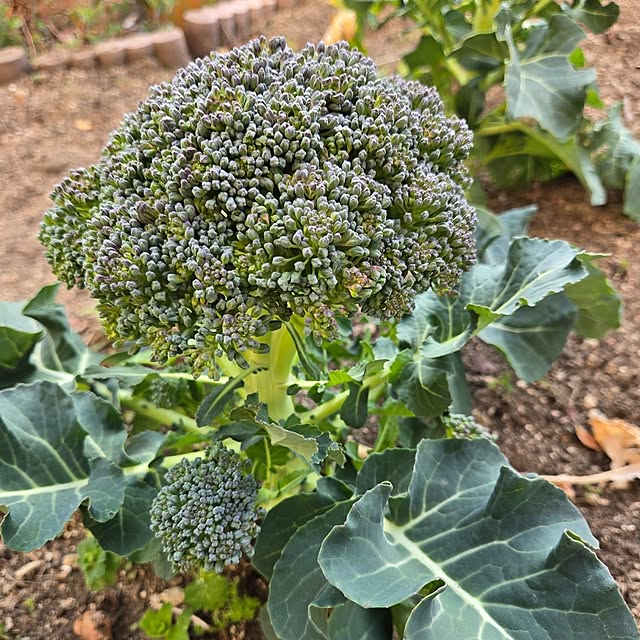 min_nimさんの部屋