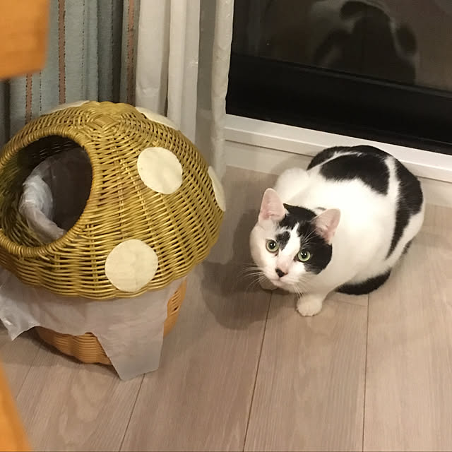 hanaさんの実例写真
