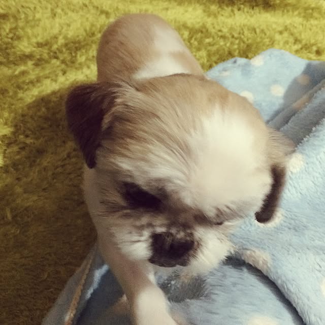 lenkaさんの実例写真