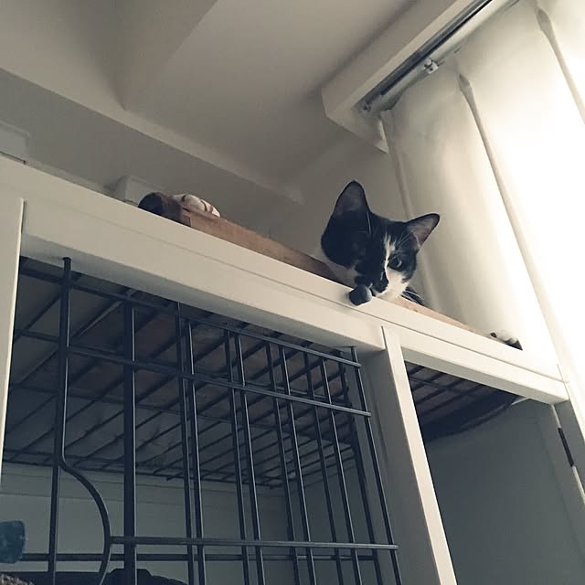mikomaruさんの実例写真