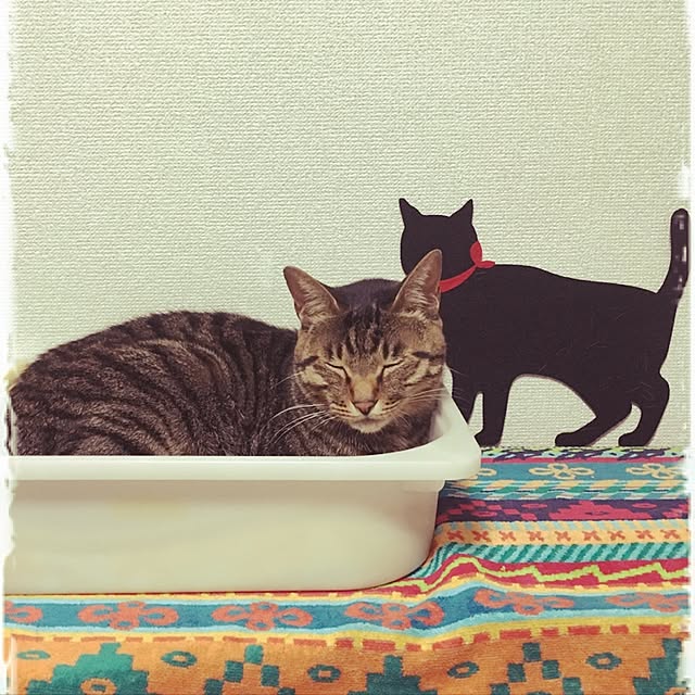 shigimiさんの実例写真