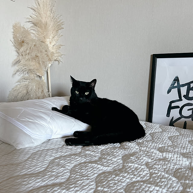 nekomiさんの実例写真
