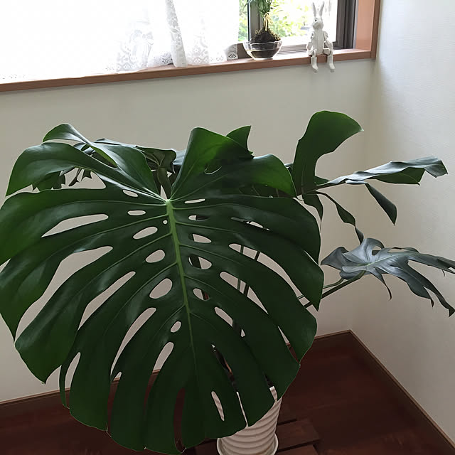 ayakaさんの実例写真