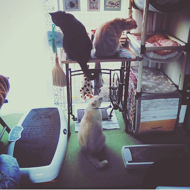 mntcさんの実例写真