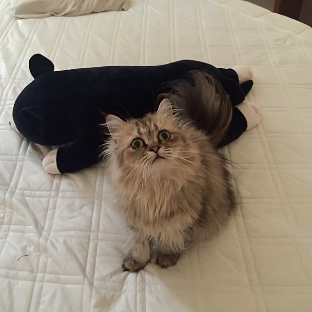 butachanさんの実例写真