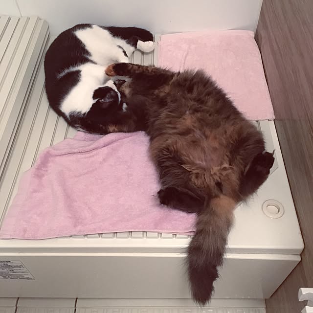 mikomaruさんの実例写真