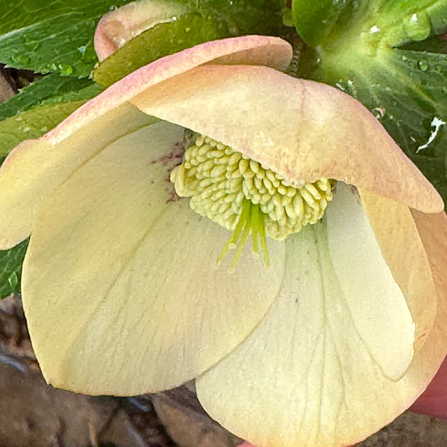 Chigusaさんの部屋