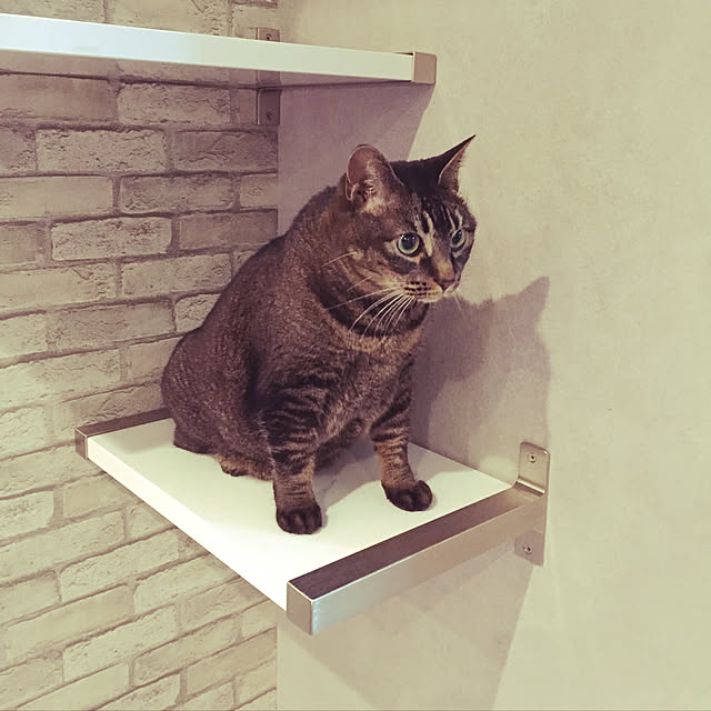 Mikiさんの実例写真