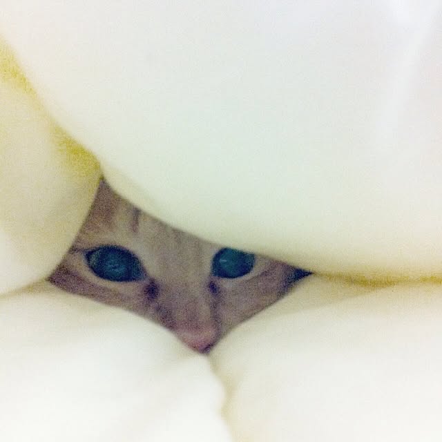 ベッド周り/ねこ部/ヴィヴィアン♡/カメラマークが…のインテリア実例 - 2014-04-29 22:02:46