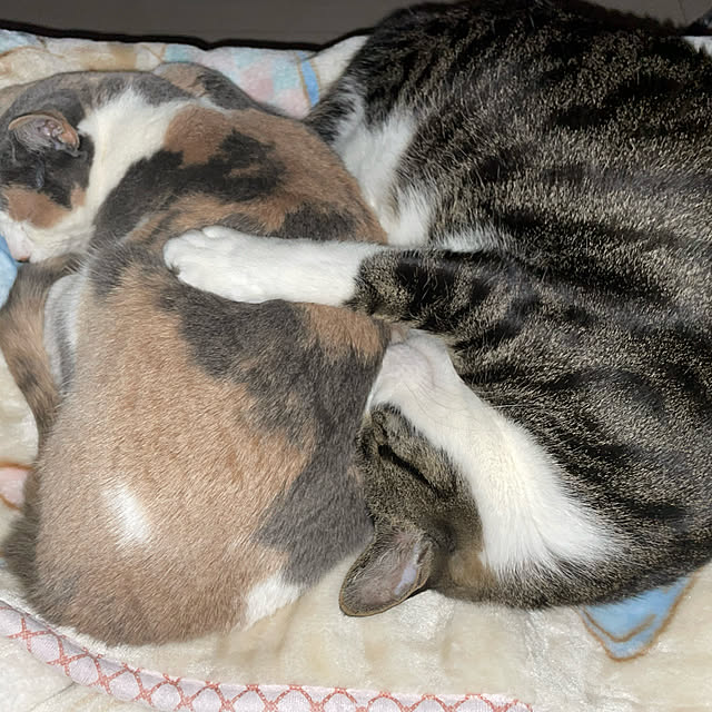 saoさんの実例写真