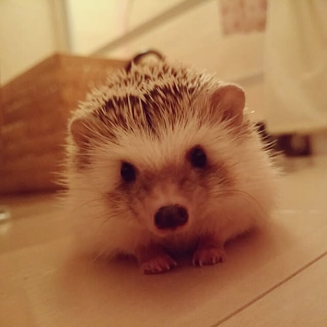 kuruさんの実例写真
