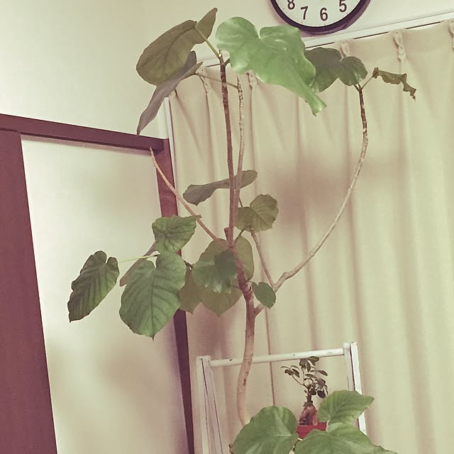 ku_28さんの実例写真