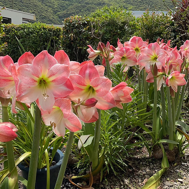 t.and.sakuraさんの実例写真