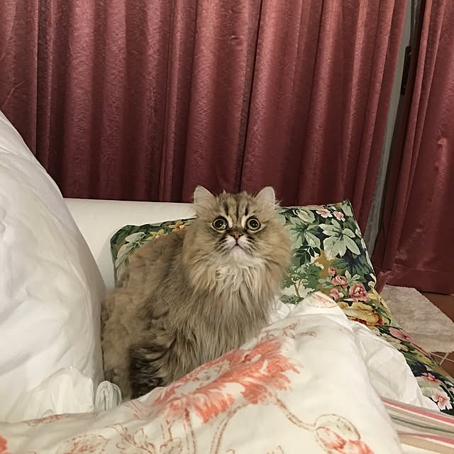 rukaさんの実例写真